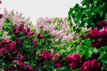 Pink lilac flower close-up in botanical gardenの写真素材