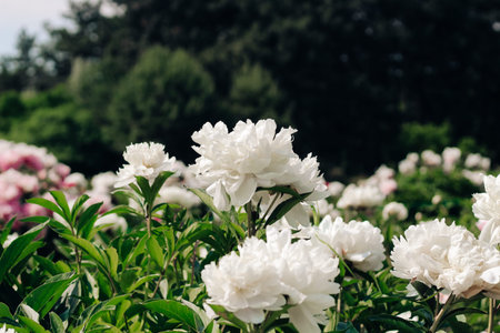 White peonies in the garden close-up