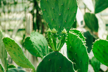 Echinopsis pachanoi plant in the desert close-upの写真素材