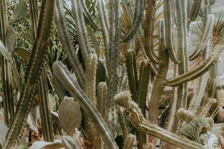 Cactus Ferocactus pilosus round with thorns in the desert close-upの写真素材