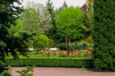 Blooming orange varietal tulips close-up, flower bed landscape designの写真素材
