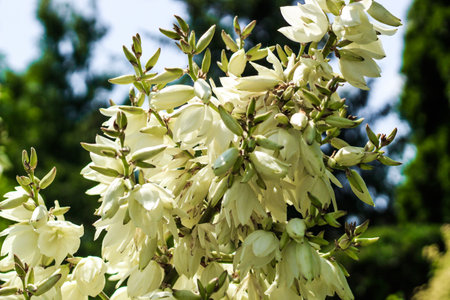 A white Yucca filamentosa plant close-up in a botanical gardenの写真素材
