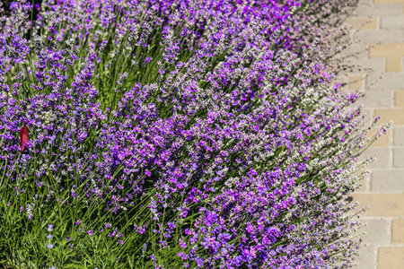 Purple lavender bushes close upの写真素材
