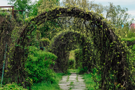 Figurative arches from plants, a geometric shape in a landscape gardenの写真素材