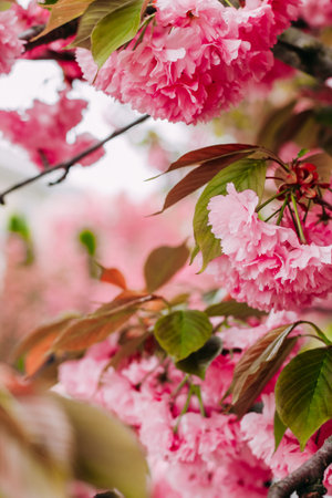 Blooming pink sakura close-up, floral backgroundの写真素材