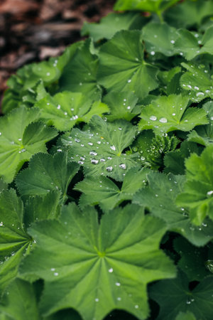 Raindrops on green greenery, macro dew background