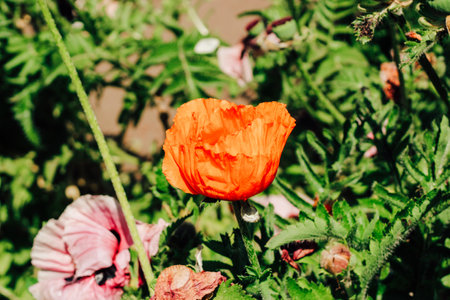 Red poppy flowers in the garden close-upの写真素材