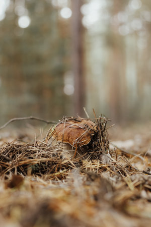Edible mushroom with a brown cap Boletus edulis in the autumn fairy-tale forest.の写真素材