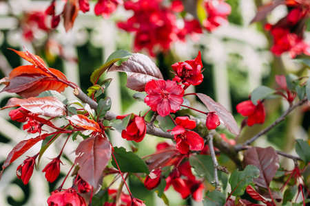 Blooming pink apple tree close-up, floral backgroundの写真素材