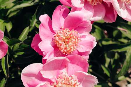 Pink peonies in the garden close-upの写真素材