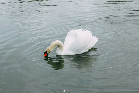 White swan in the lake close-upの写真素材