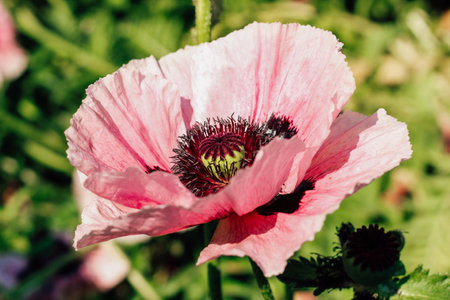 Pink poppy flowers in the garden close-upの写真素材