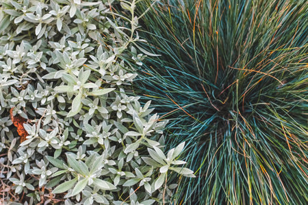 A close-up of Festuca glauca plants in a flower bedの写真素材