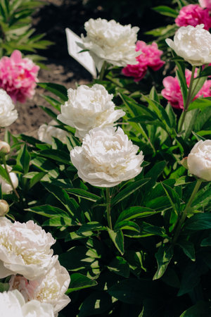 White peonies in the garden close-upの写真素材