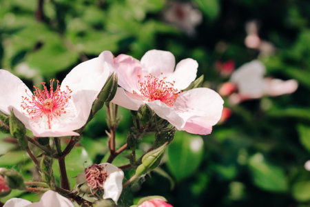 Pink rosehip flowers in the garden close-upの写真素材