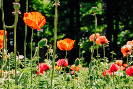Red poppy flowers in the garden close-up