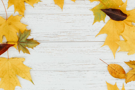 Autumn layout, leaves on a white wooden background, place for text