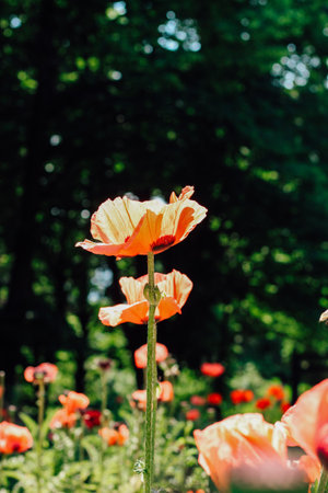 Red poppy flowers in the garden close-upの写真素材