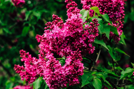 Pink lilac flower close-up in botanical gardenの写真素材