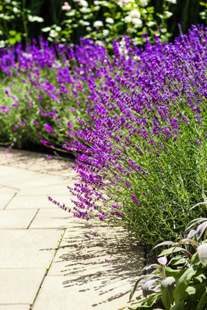 Purple lavender bushes close upの写真素材