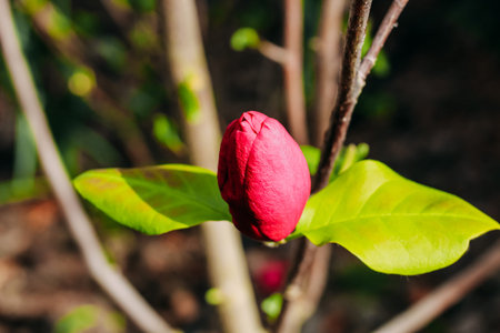 Pink magnolia flower close-up in botanical gardenの写真素材