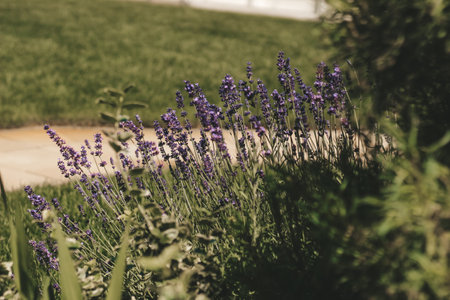Purple lavender bushes close upの写真素材