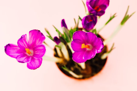 Purple crocus flowers blossom attractively in a bright pink pot against a pink backdrop.の写真素材
