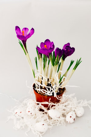 Colorful purple crocus flowers in a pot with decorative eggs on a white backgroundの写真素材