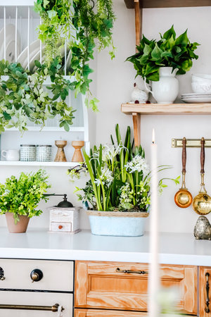 Fresh green plants decorate a bright kitchen, enhancing the cozy atmosphere and showcasing natural beauty throughout the space.の写真素材