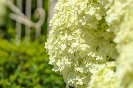 Close-up of white hydrangea bushes in the garden