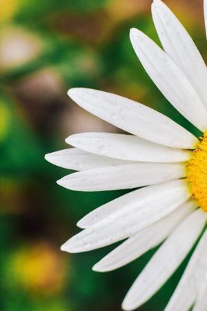 flower Chamomillae flores close-up macroの写真素材