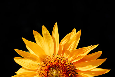 Sunflower blooms in bright yellow against a dark background during sunlightの写真素材