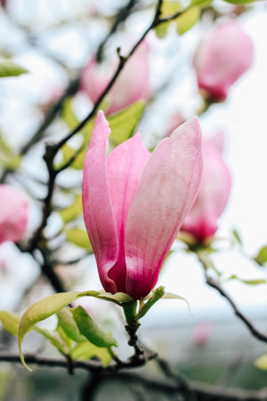 Delicate pink magnolia blossoms open in a gentle embrace heralding the arrival of spring among fresh green leaves. Nature thrives in bloom.の写真素材