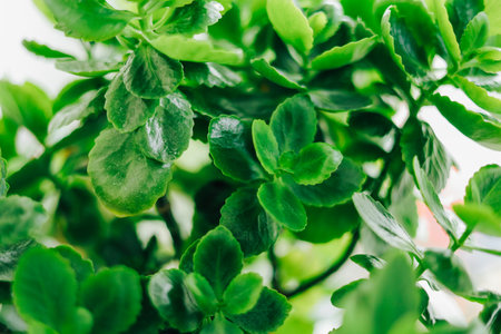 Gentle sunlight filters through the leaves of a flourishing indoor plant showcasing vibrant greens and textures creating a serene atmosphere.の写真素材