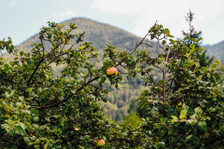 Peach tree branches extend outward showcasing ripe fruit against lush green foliage framed by distant mountains and a clear sky.の写真素材