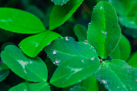 Lush green leaves glisten with morning dew creating a serene atmosphere in a vibrant natural setting filled with life.の写真素材