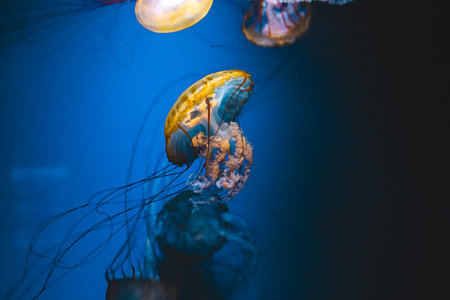A jellyfish glides gracefully in vibrant blue its delicate tentacles and glowing body creating a peaceful scene.の写真素材