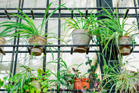Various green plants thrive in rustic pots positioned on a grid wall in a well-lit indoor environment showcasing natures beauty.の写真素材