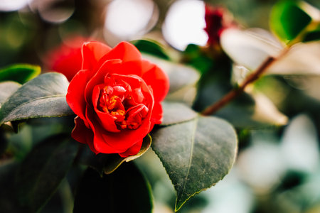 A vibrant red bloom camellia emerges surrounded by deep green foliage thriving in a garden under warm sunlight.の写真素材