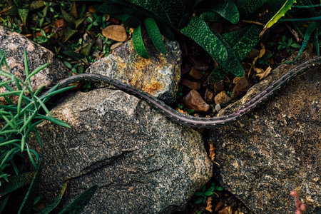 The cactus resembles a snake that glides over stones surrounded by lush green foliage showcasing the beauty of nature during daytime.の写真素材