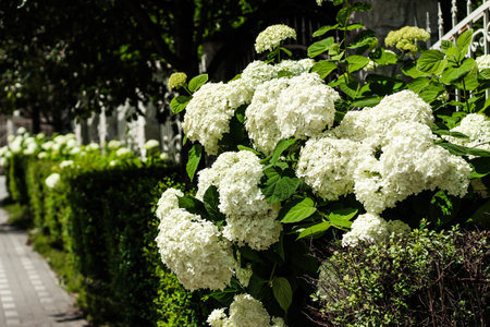 Vibrant white hydrangea flowers are lushly blooming alongside a neatly trimmed hedge on a sunny day...