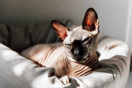 A relaxed sphynx cat is lounging in a soft bed basking in the warm sunlight coming through a nearby...