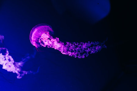 A jellyfish floats serenely through dark waters its glowing tentacles trailing behind in vibrant purple hues captivating onlookers nearby.の写真素材