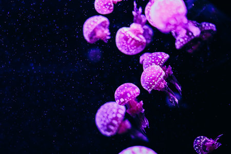 Jellyfish of various sizes and colors drift through the water illuminated by vibrant light in an...