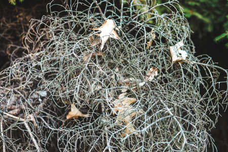 Delicate strands of spanish moss intertwine with dried leaves on a forest floor creating a beautiful natural tapestry in soft morning light.の写真素材