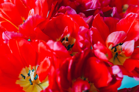In a lively spring garden a cluster of bright red tulips blooms showcasing their vivid colors and...