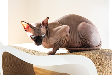 A sphynx cat with striking blue eyes rests on a sleek wooden surface while sunlight streams through nearby windows.の写真素材