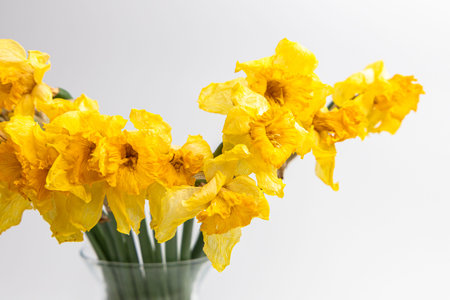 Bright yellow daffodils are arranged beautifully in a clear vase adding a touch of spring warmth to...