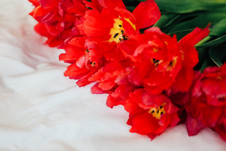 Vibrant red tulips are delicately displayed against a soft white surface showcasing their lively petals and inviting appearance.の写真素材