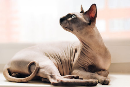 A sphynx cat rests comfortably on a windowsill soaking in sunlight while gazing outside. Its unique...